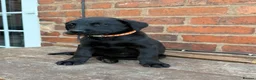 Labrador Retriever dogs for sale: Two left. Beautiful Black Labrador pups.  - Advert 4