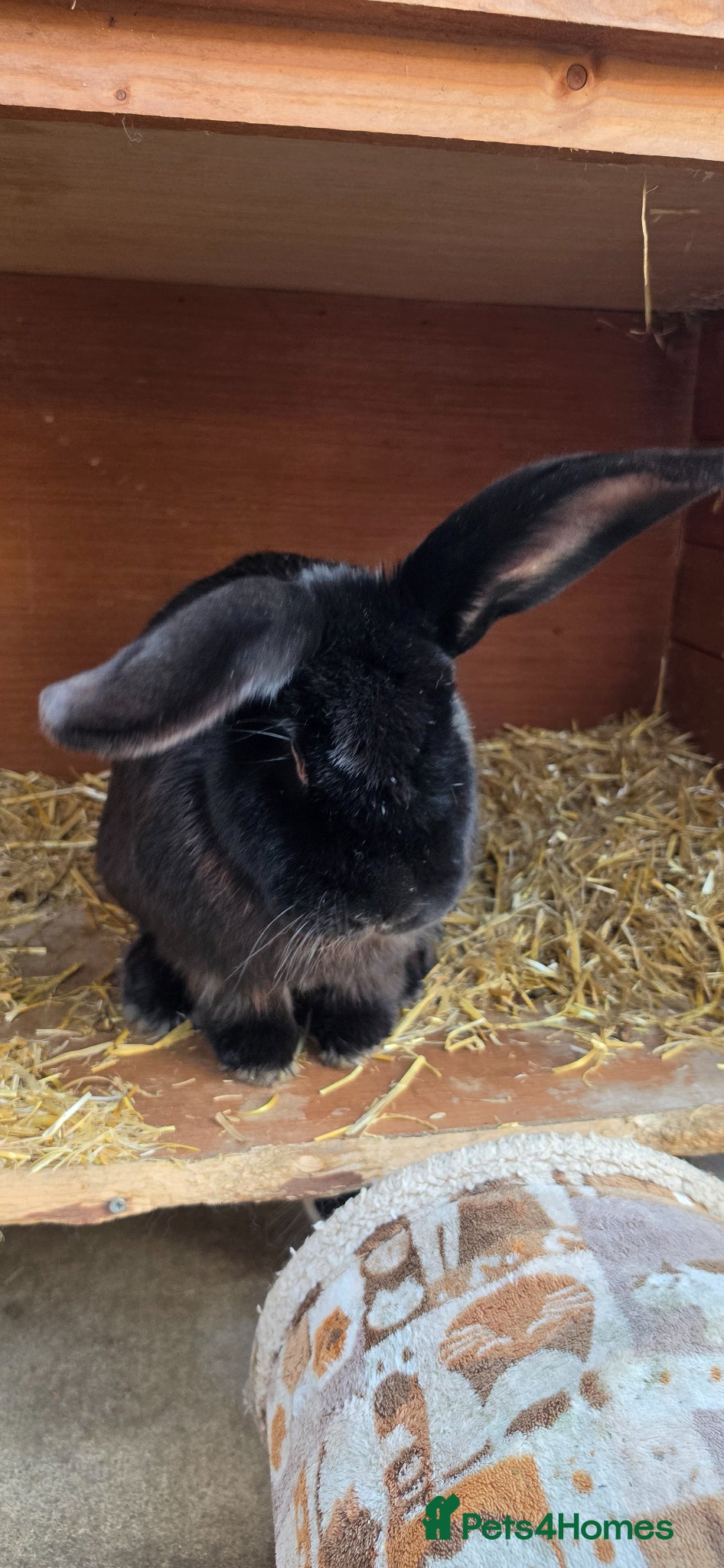 Continental Giant rabbits Jack, Audrey, Seamus  - Advert 18