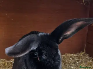 Continental Giant rabbits Jack, Audrey, Seamus - Advert 18