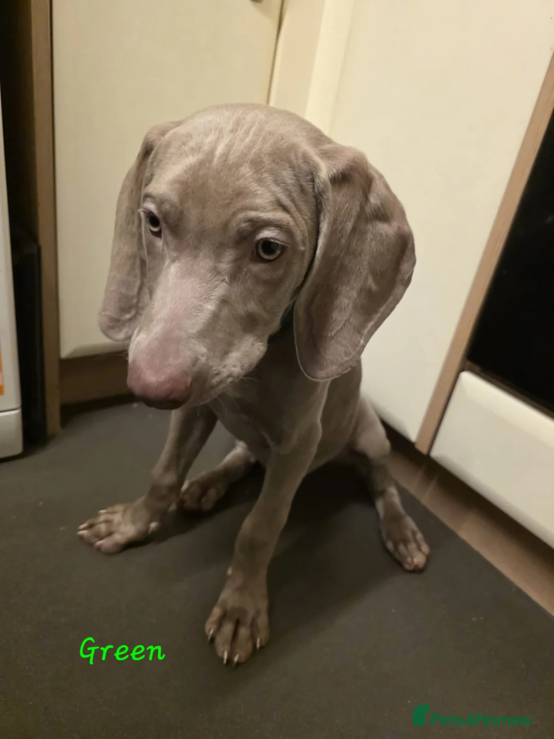 Weimaraner dogs for sale: Weimaraner gunalt champion bloodline KCregistered  - Advert 2