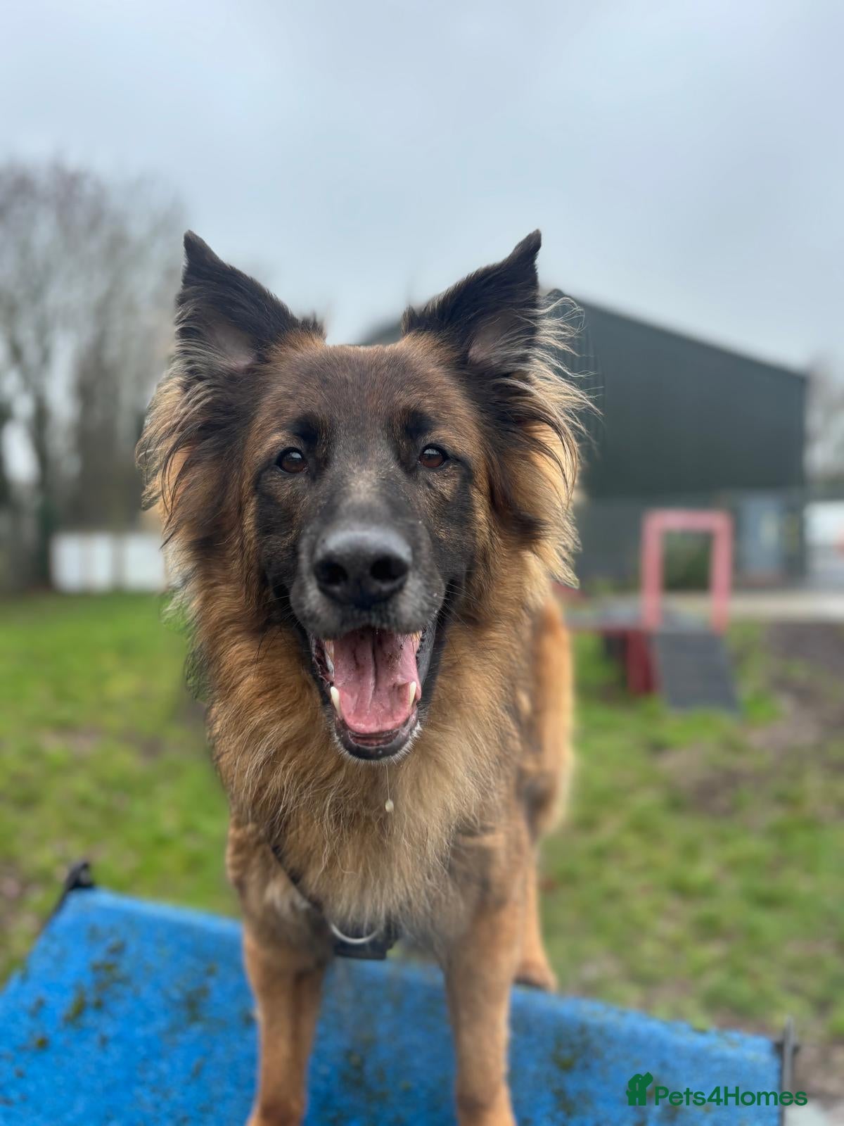 German Shepherd dogs Biggie - Advert 2