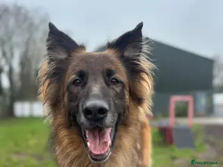 German Shepherd dogs Biggie - Advert 2