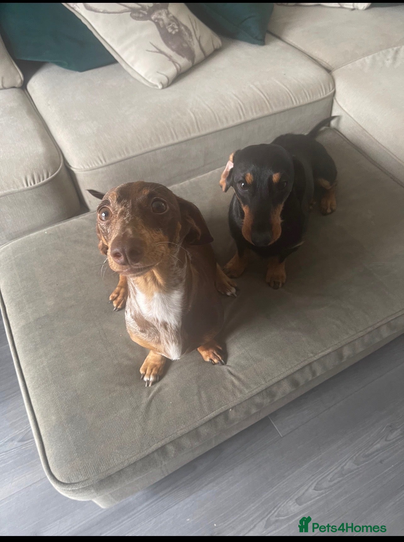 Dachshund dogs Dachshund puppies  - Advert 1