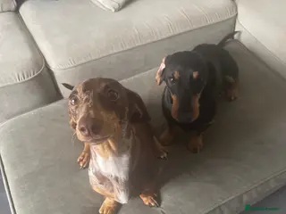 Dachshund dogs Dachshund puppies - Advert 1