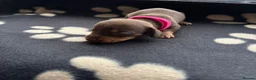 Miniature Dachshund dogs for sale: 5 miniature dacshunds puppies  - Advert 33