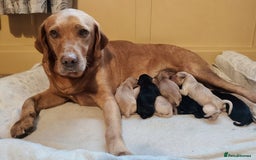 Labrador Retriever dogs for sale: KC registered Pedigree Labradors Black & Fox Red - Image 2