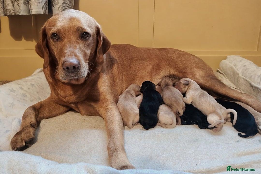 Labrador Retriever dogs for sale: KC registered Pedigree Labradors Black & Fox Red - Image 2