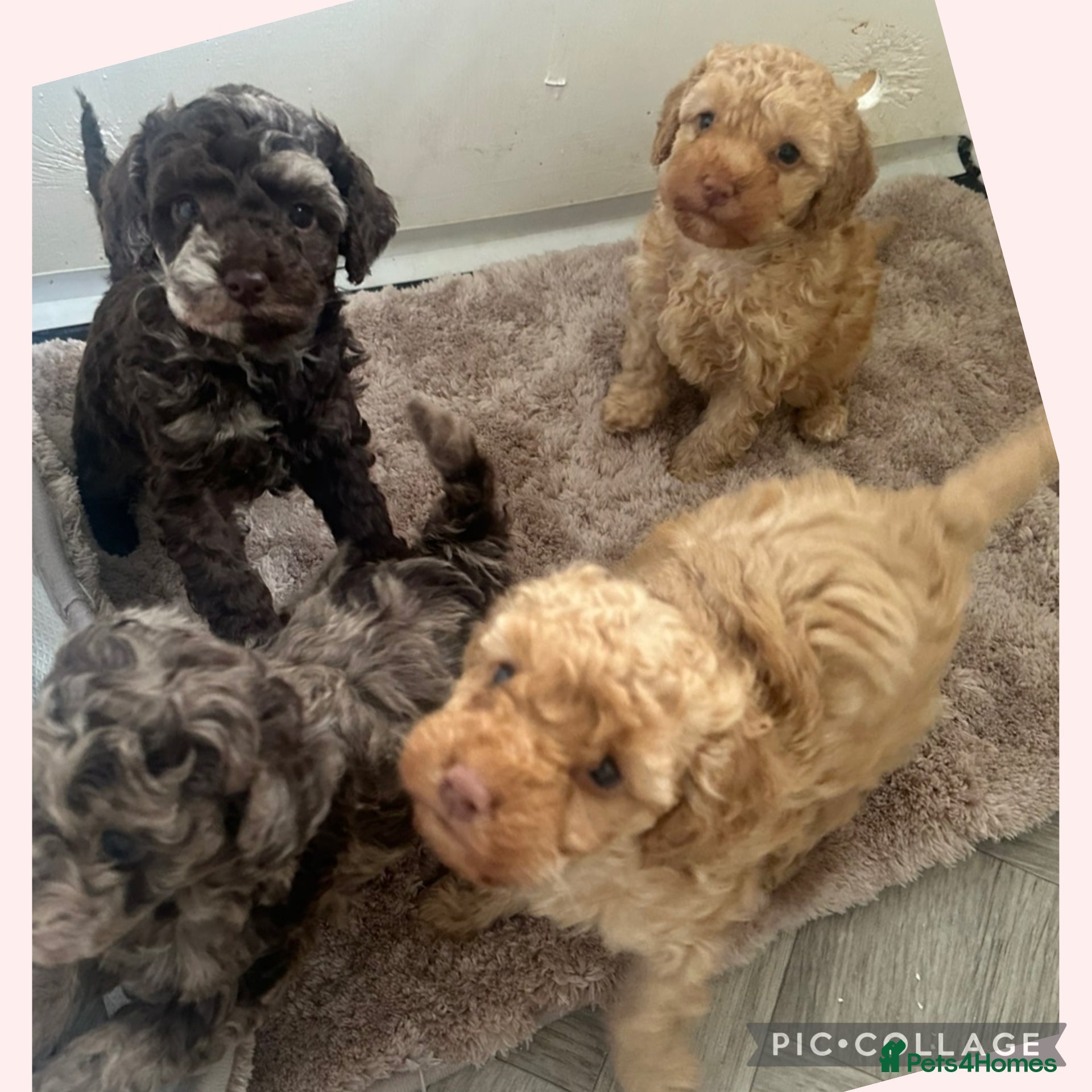 Cockapoo dogs Stunning F1b cockapoo puppies ready in 2 week - Advert 12