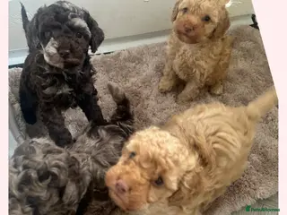 Cockapoo dogs Stunning F1b cockapoo puppies ready in 2 week - Advert 12