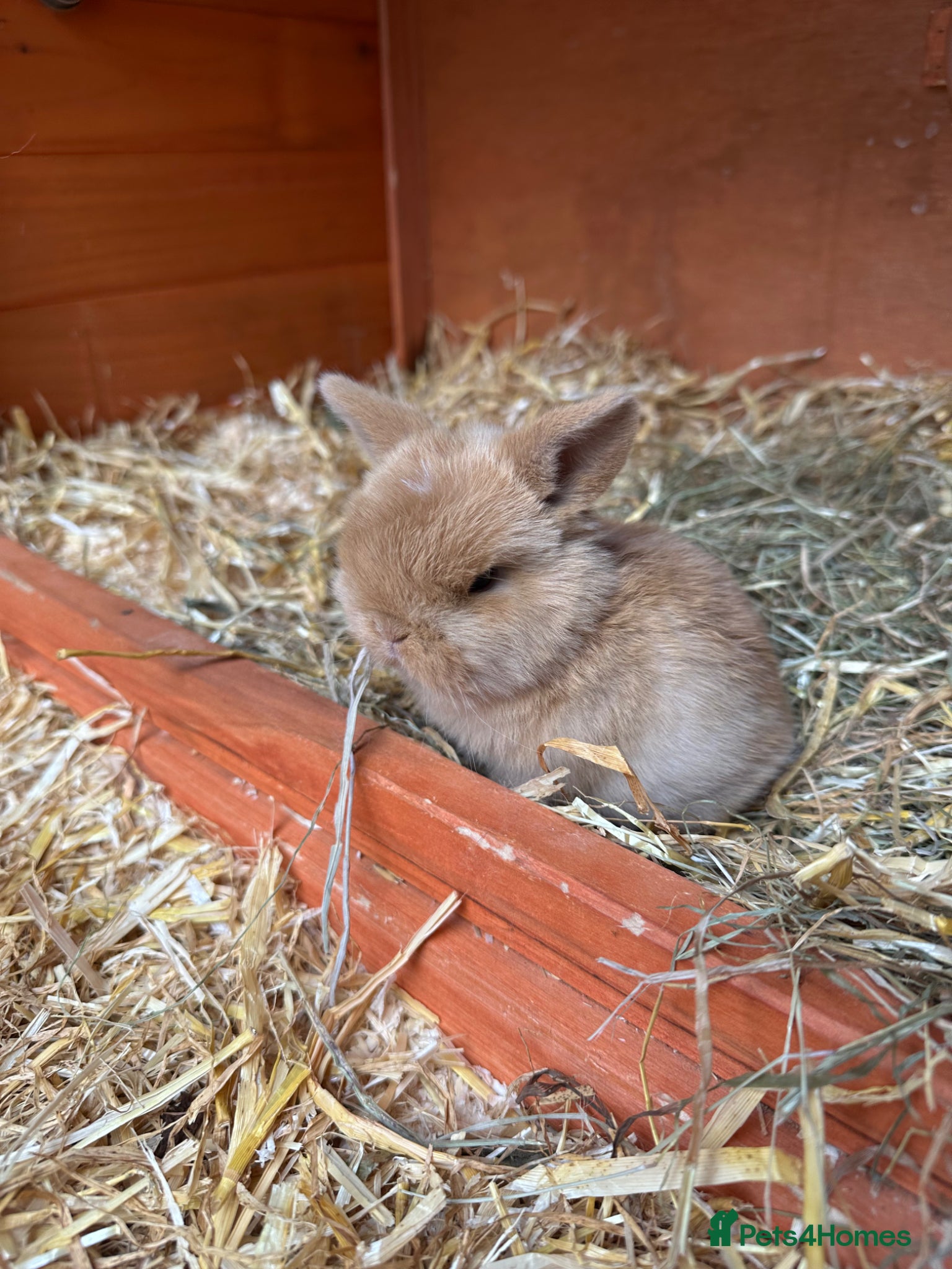 Mini Lop rabbits Beautiful Mini Lops for Sale  - Advert 19