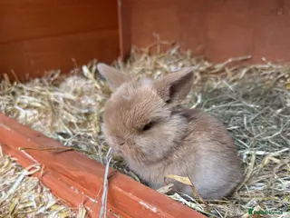Mini Lop rabbits Beautiful Mini Lops for Sale - Advert 4