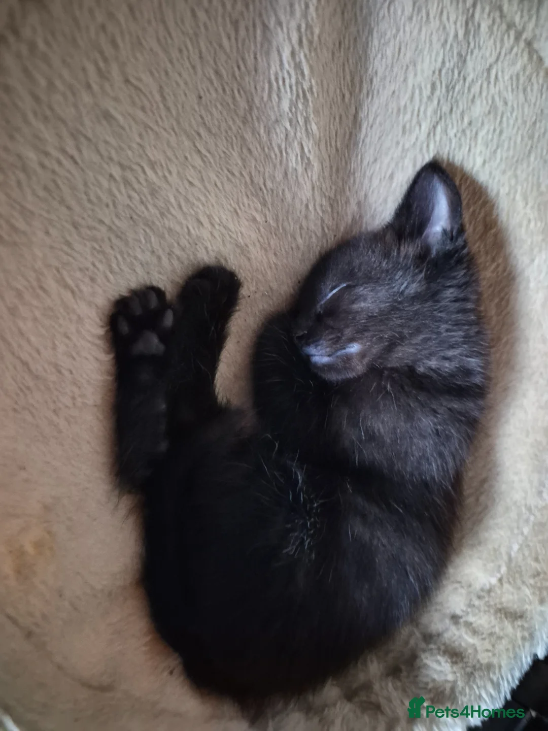 Mixed Breed cats for sale: Kittens for sale - Advert 11