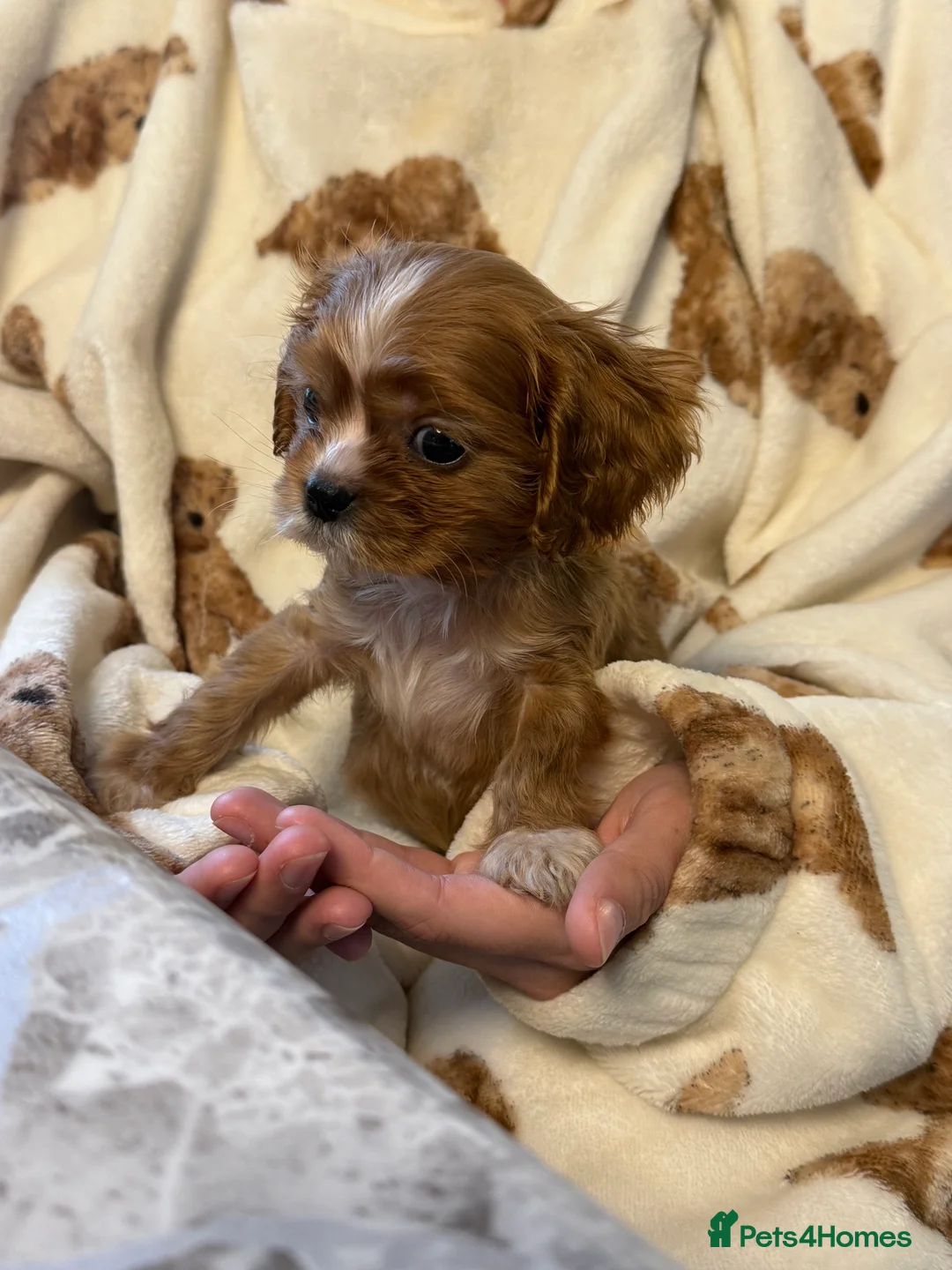 Cavalier King Charles Spaniel dogs for sale: Cavalier X American Cocker Pups 🐶  - Advert 10