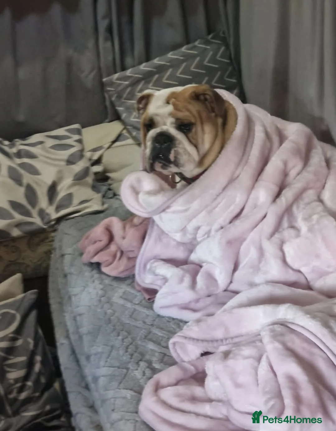 English Bulldog dogs for sale: Meet River our gorgeous 5 year old British Bulldog - Advert 19