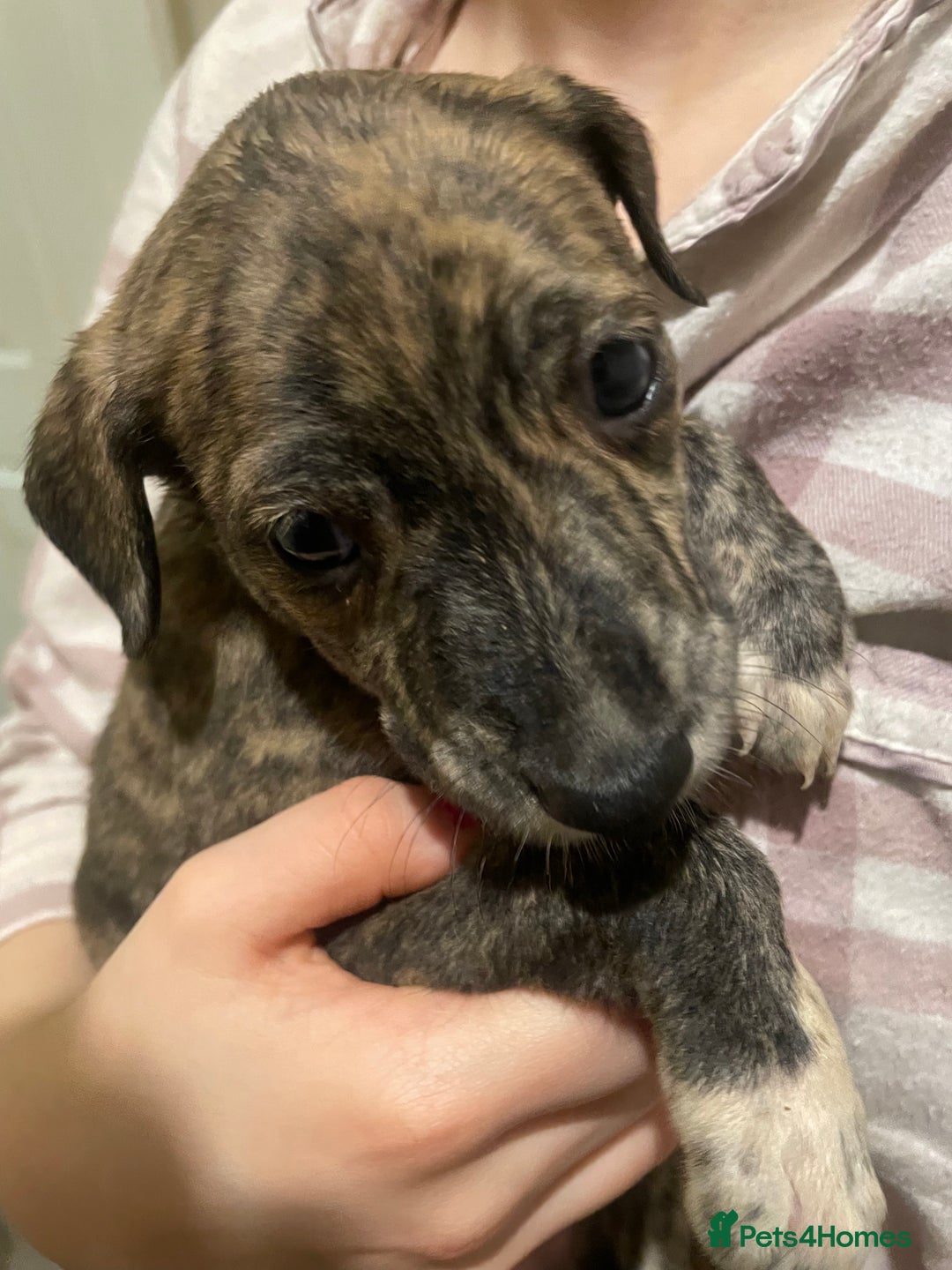 Lurcher dogs for sale: Greyhound/deerhound brindle lurchers - Advert 3