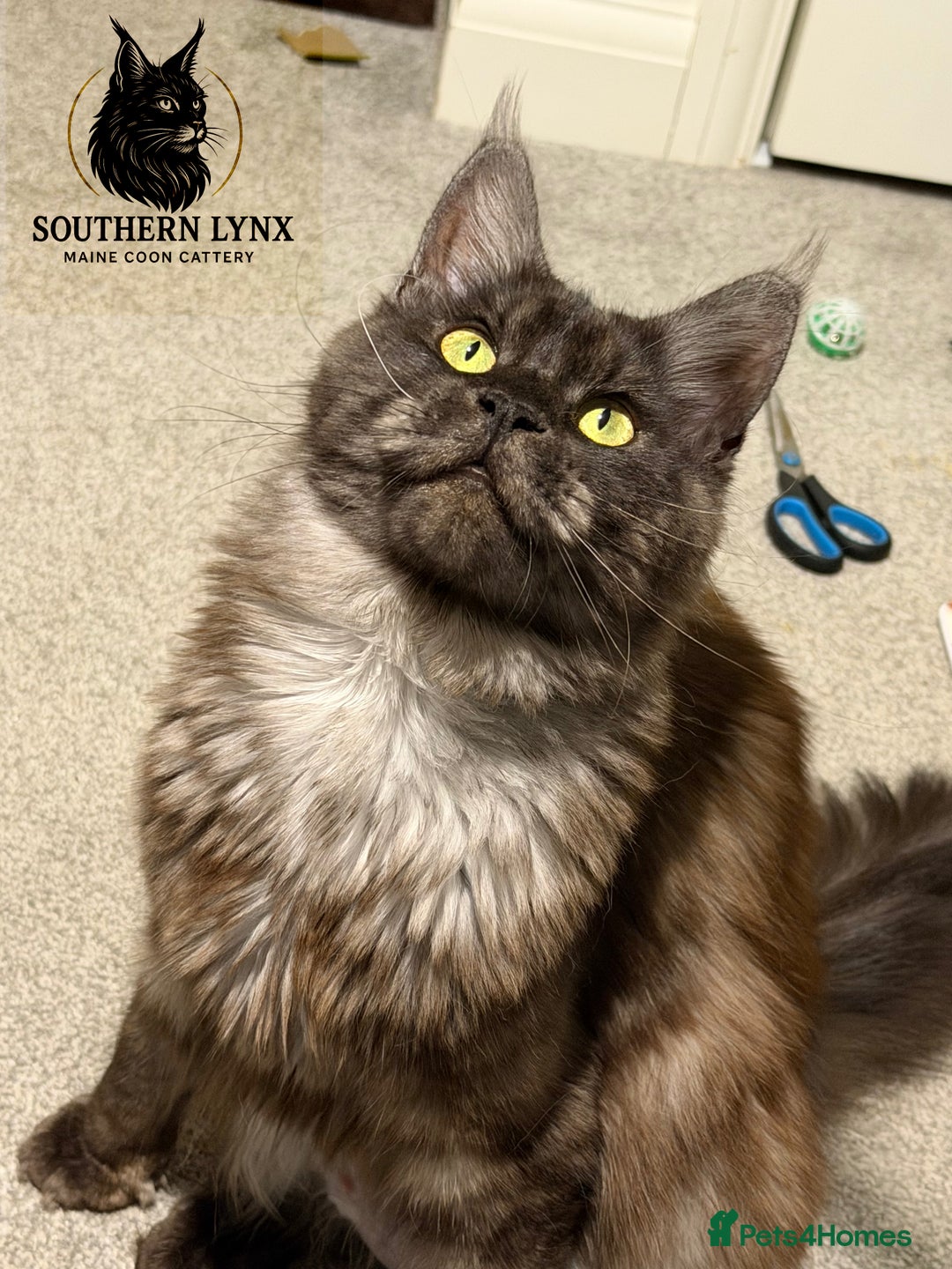 Maine Coon cats for sale: WAITING LIST OPEN-Maine Coon Kittens Due February  - Advert 5