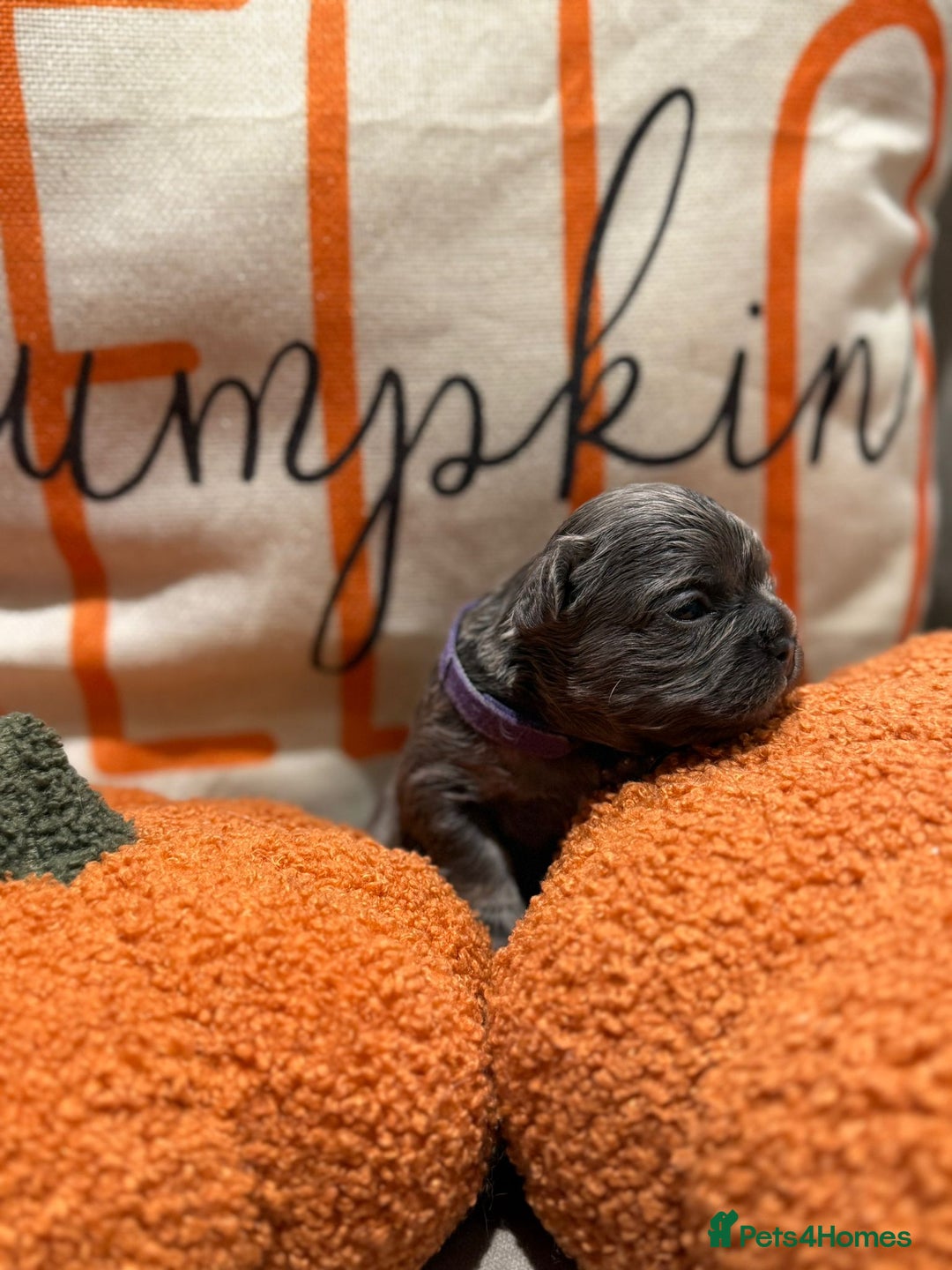 French Bulldog dogs for sale: 3 weeks old Fluffy french bulldog puppies - Image 10