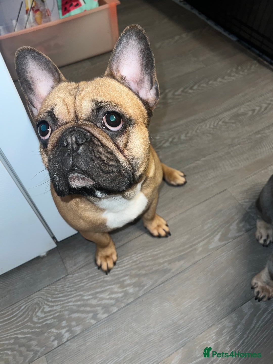 French Bulldog dogs for sale: Adorable 3-Year-Old Male & Female French Bulldog - Advert 9