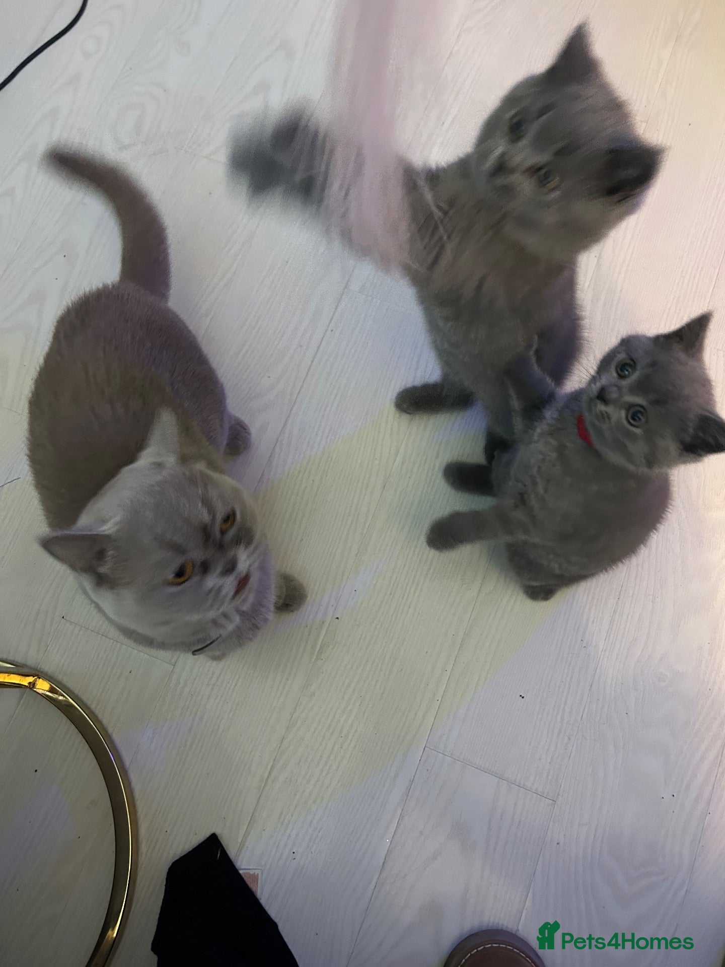 British Shorthair cats Beautiful pure breed British short hair  - Advert 8