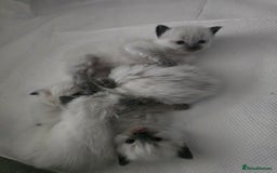 Ragdoll cats for sale: Ragdol KITTENS 😸 ♥️  - Image 12