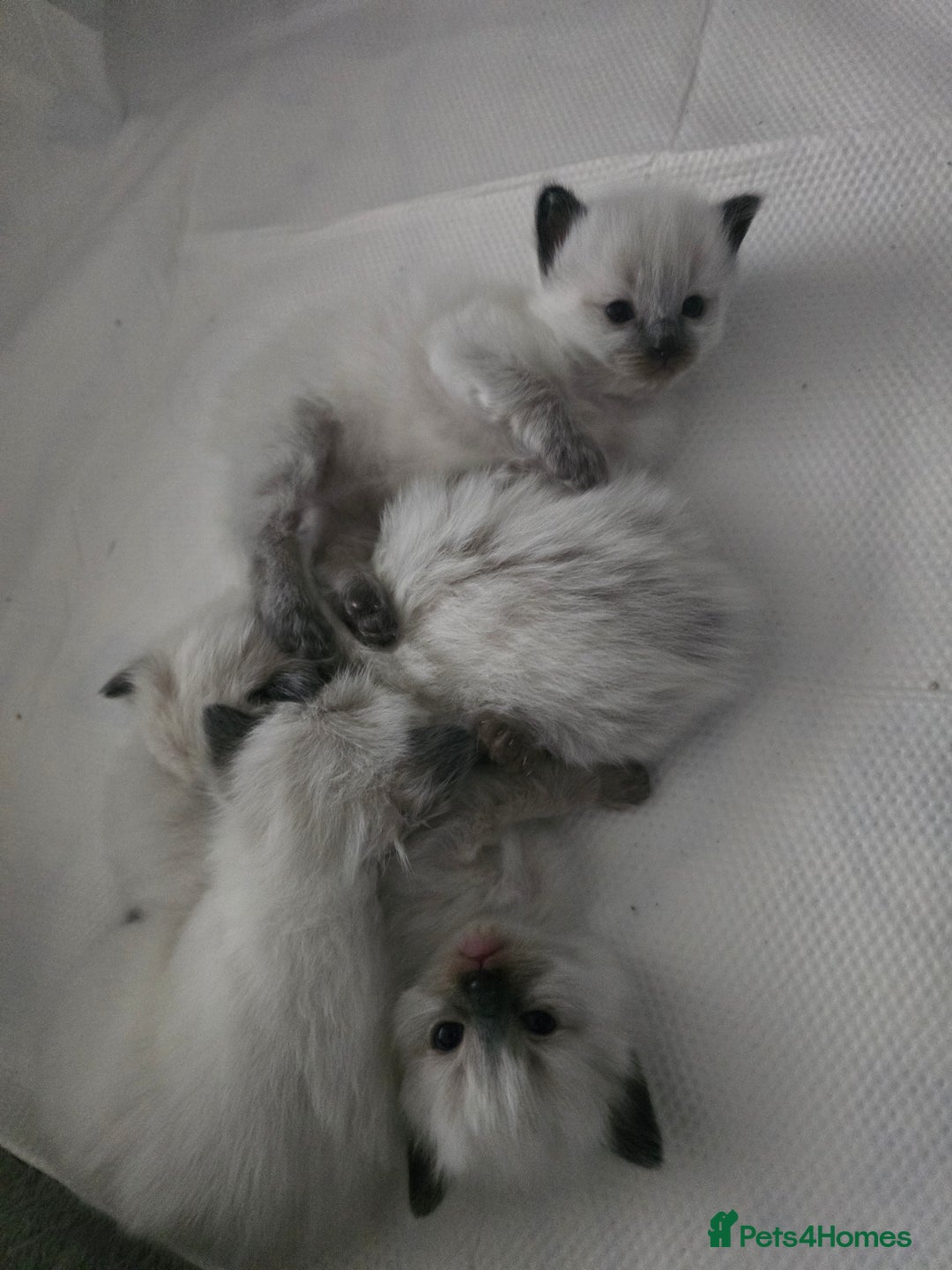 Ragdoll cats for sale: Ragdol KITTENS 😸 ♥️  - Image 12