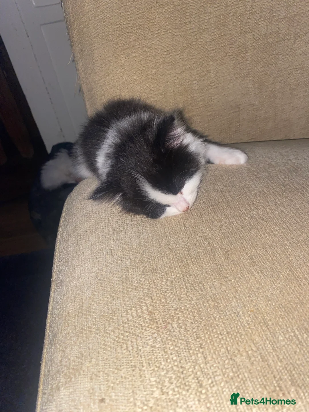 Mixed Breed cats for sale: 3 kittens for sale - Advert 2