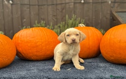 Labrador Retriever dogs for sale: stunning Lab Puppies Rare Colours & Family Raised - Image 10