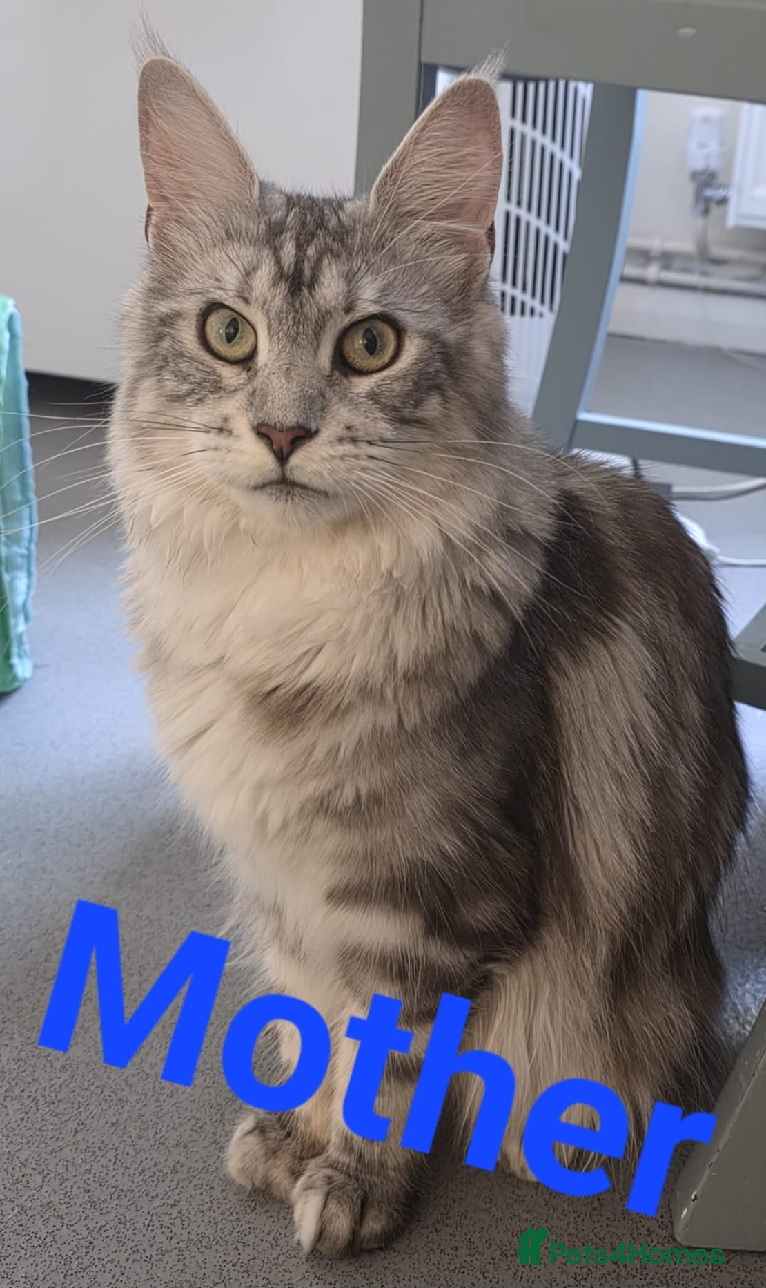 Maine Coon cats 😊Beautiful TICA registered Maine Coon Kittens😊  - Advert 2