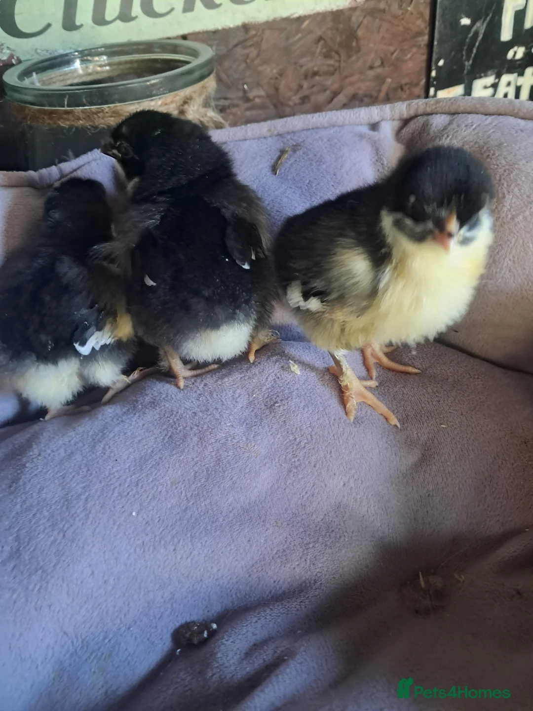 Chickens poultry for sale: Pure bred chicks/hatching eggs  - Advert 15