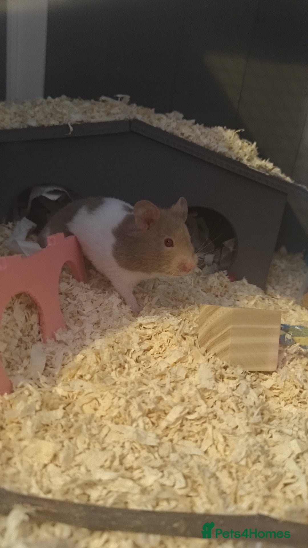 Hamster rodents for sale: Female hamster for sale  - Image 3