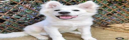 Mixed Breed dogs for stud: Samoyed x Husky for Stud in Godalming - Advert 5
