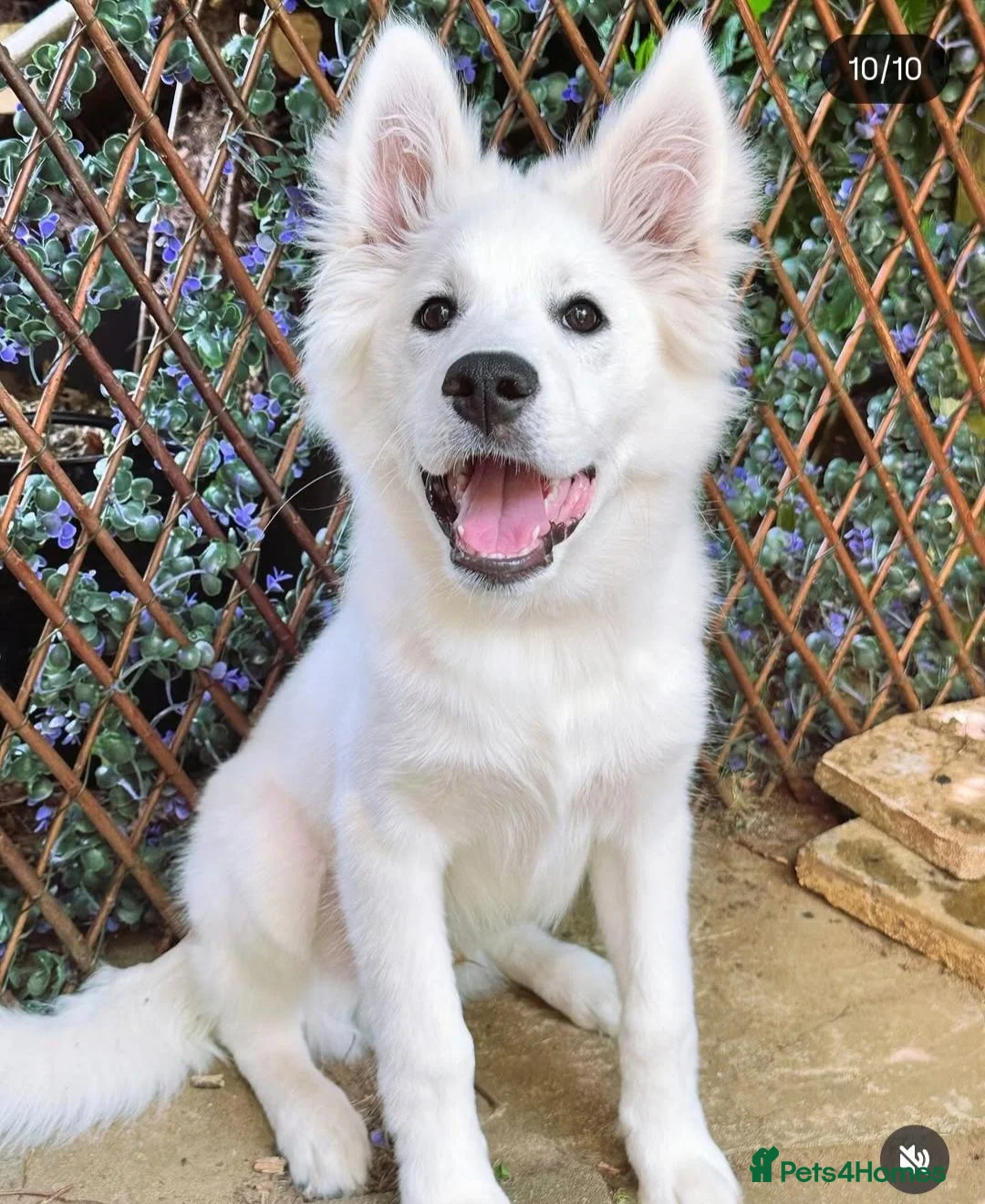 Mixed Breed dogs for stud: Samoyed x Husky for Stud in Godalming - Advert 5