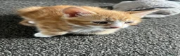 Mixed Breed cats for sale: 🐾 Lovely Kittens Looking for a Loving Home 🐾 - Advert 3