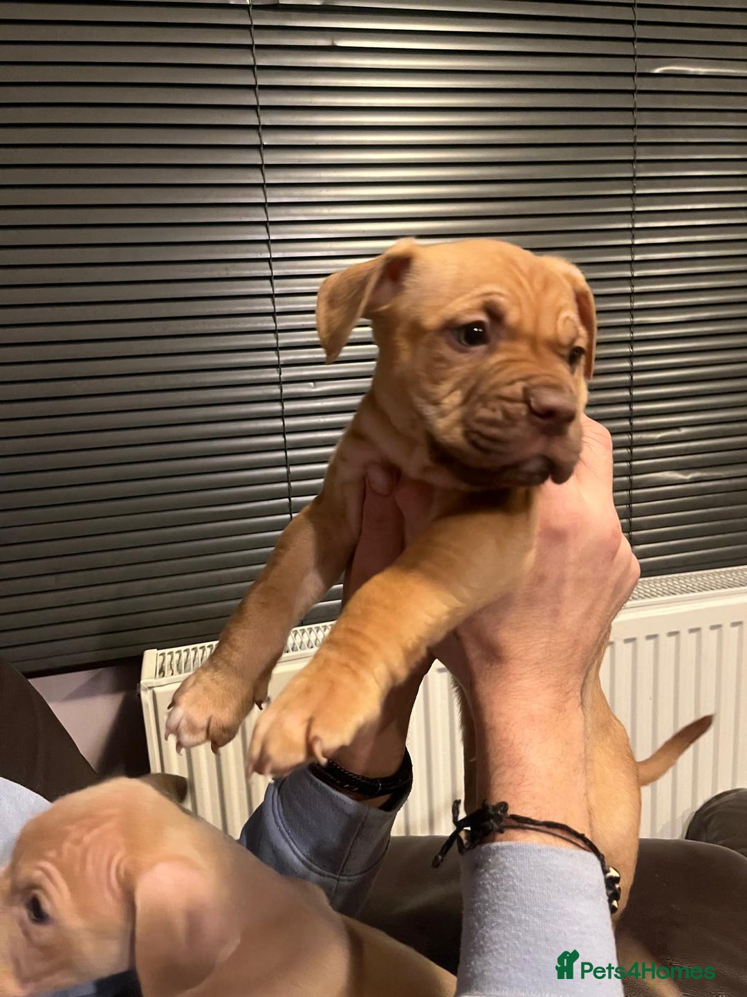 Mixed Breed dogs for sale: Boxer/Staff/Cane Corso Puppies for Sale - Advert 17