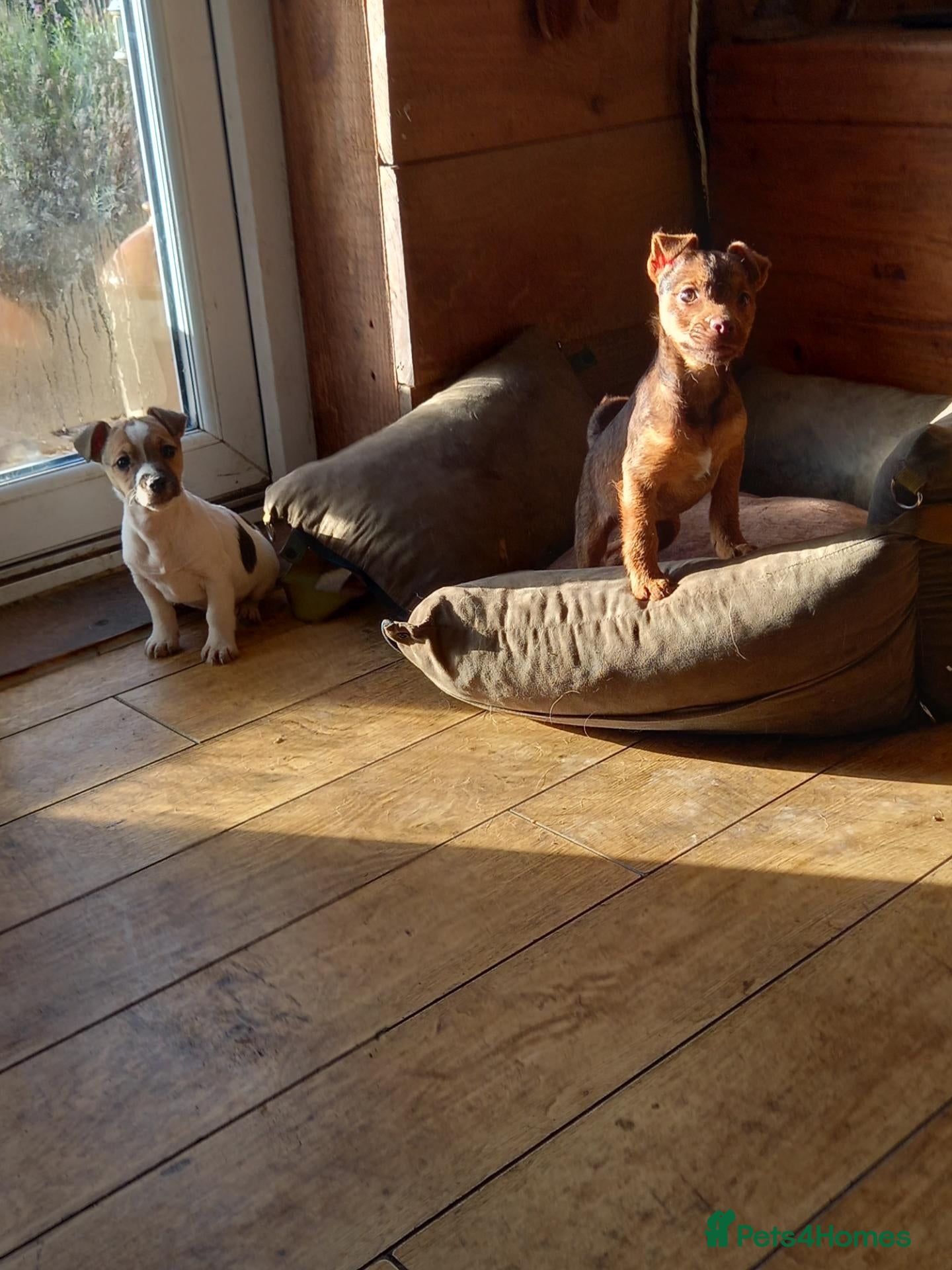 Jack Russell dogs Jack Russell pups - Advert 13