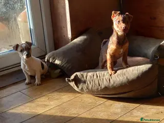 Jack Russell dogs Jack Russell pups - Advert 13