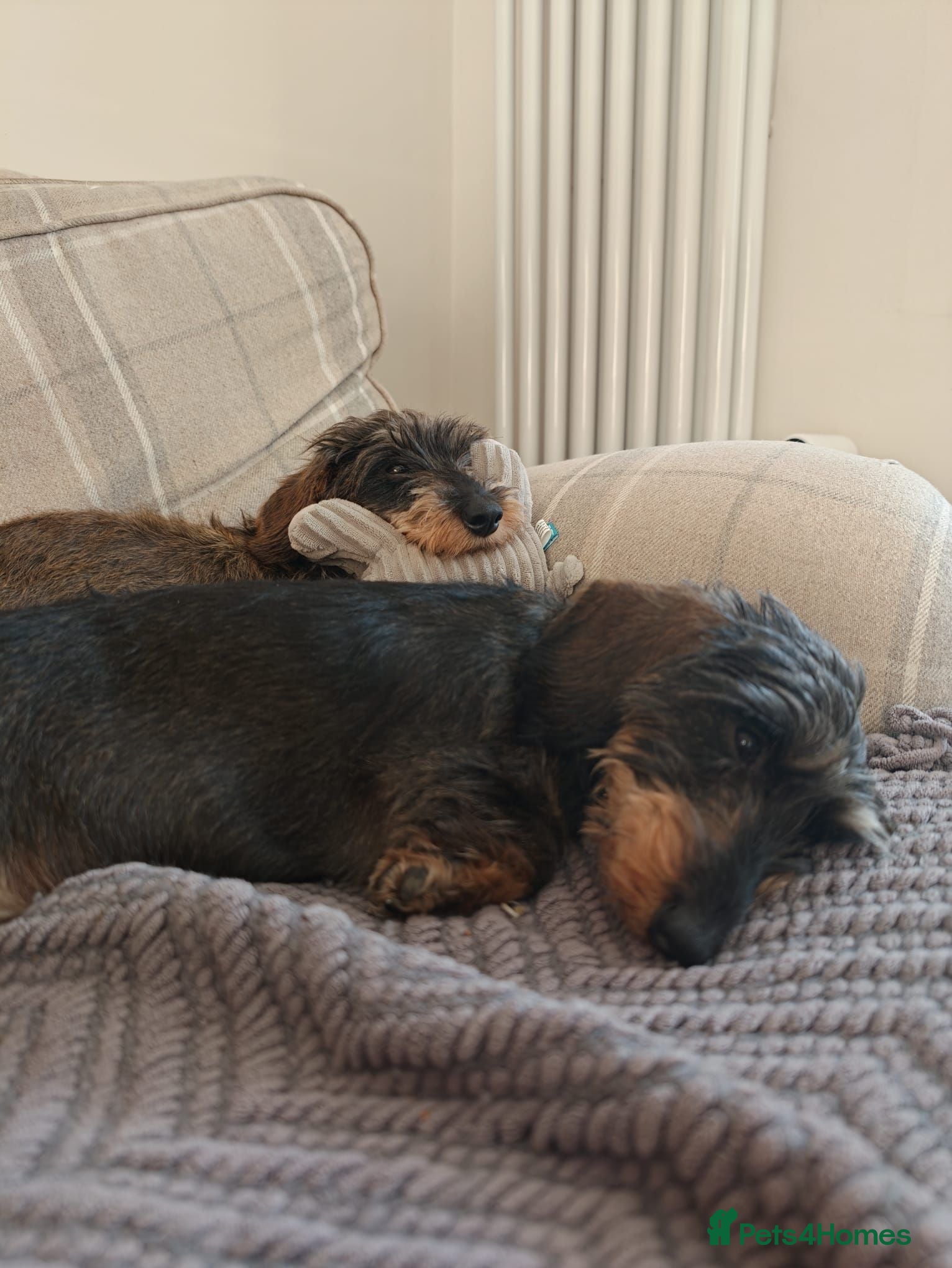 Miniature Dachshund dogs Nellie and Puddi, mini wire haired dachshunds - Advert 3