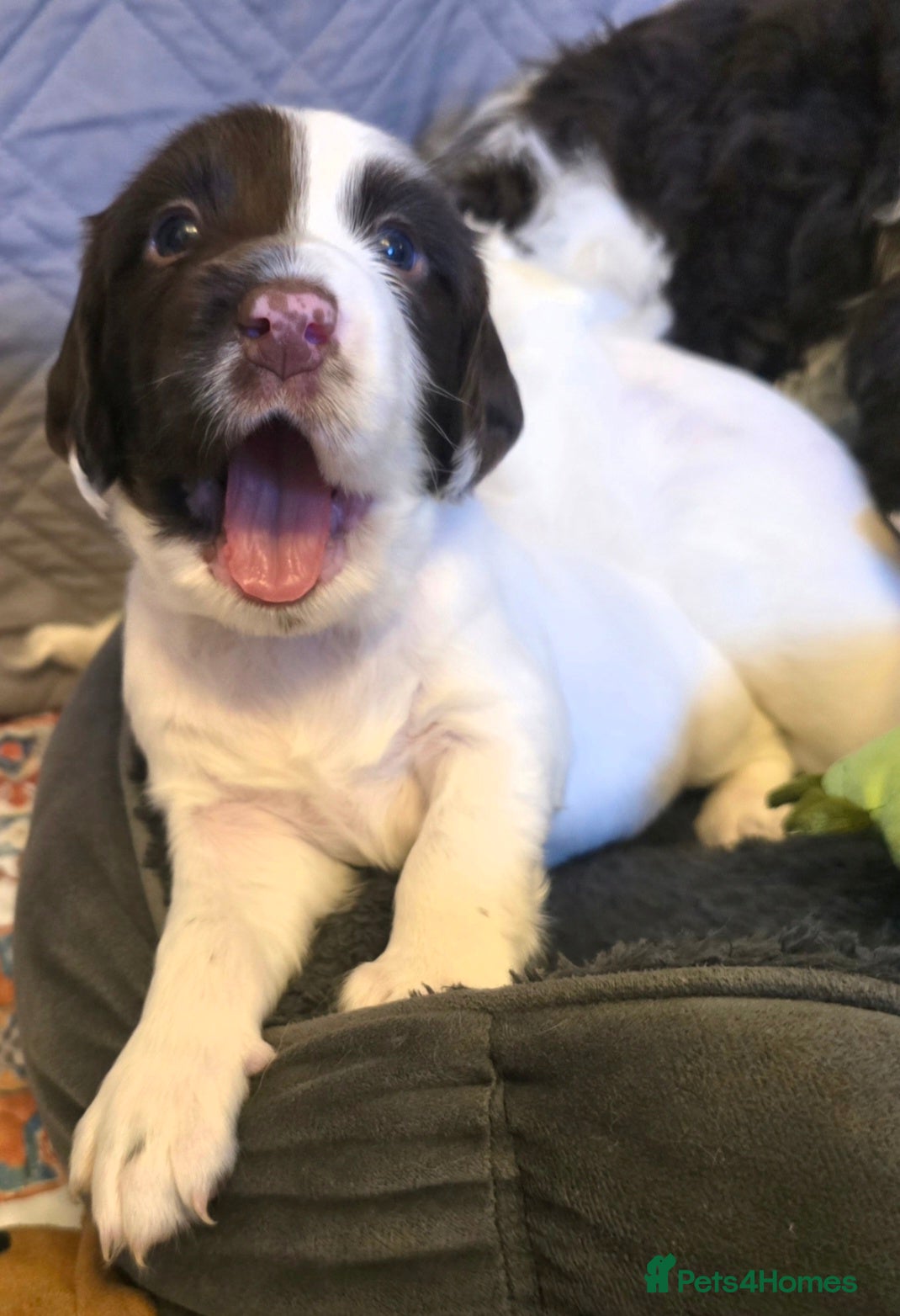 English Springer Spaniel dogs 💛Beautiful💫KC🐾English Springer Spaniel Puppies  - Advert 5