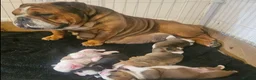 English Bulldog dogs for sale: Exquisite English Bulldogs ! - Advert 10