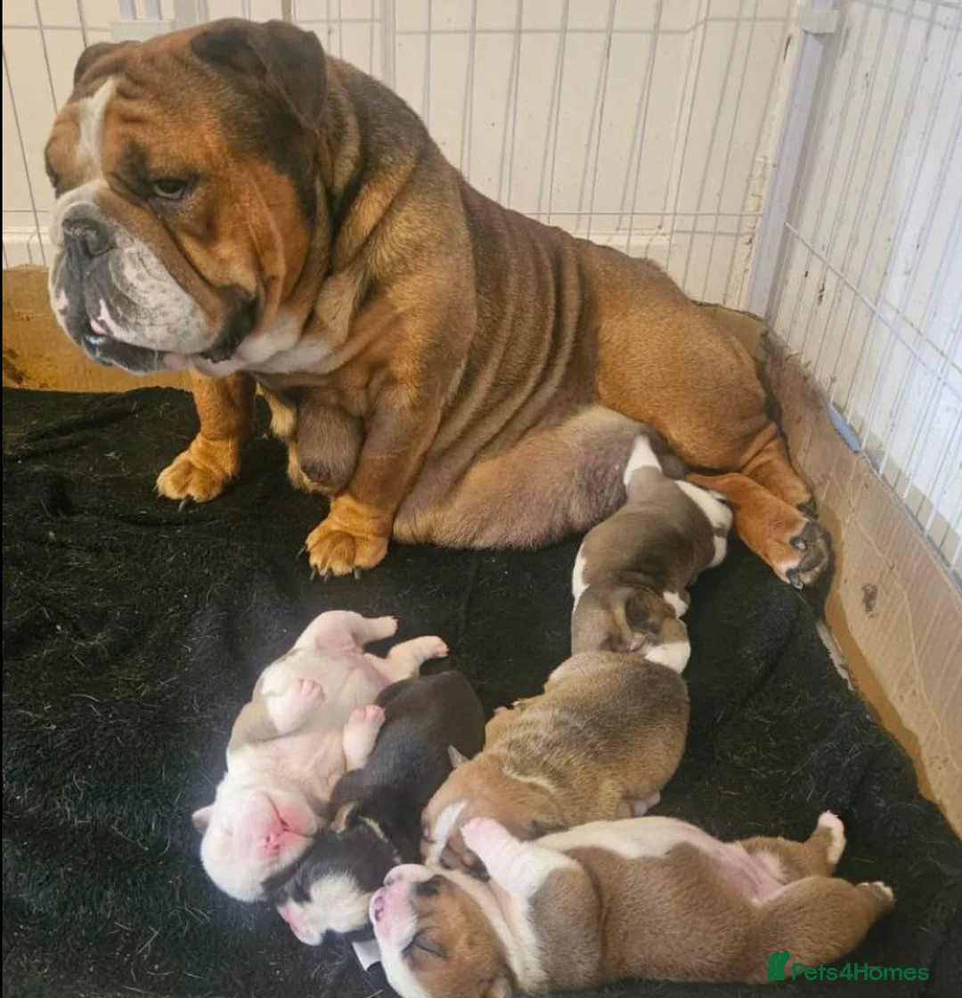 English Bulldog dogs for sale: Exquisite English Bulldogs ! - Advert 10