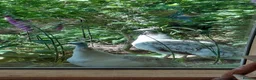 Peafowl poultry for sale: Two female peahens in Taunton - Advert 3