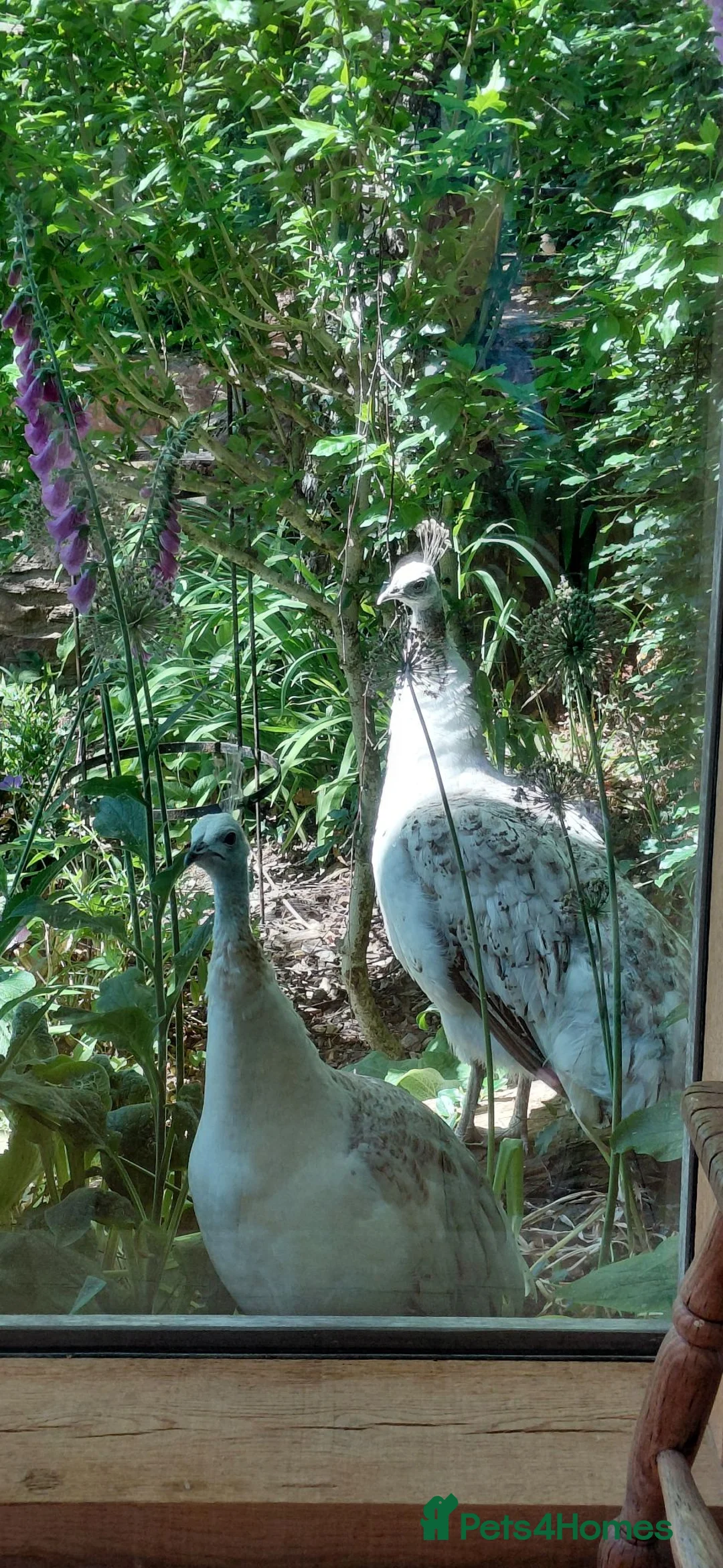 Peafowl poultry for sale: Two female peahens in Taunton - Advert 3