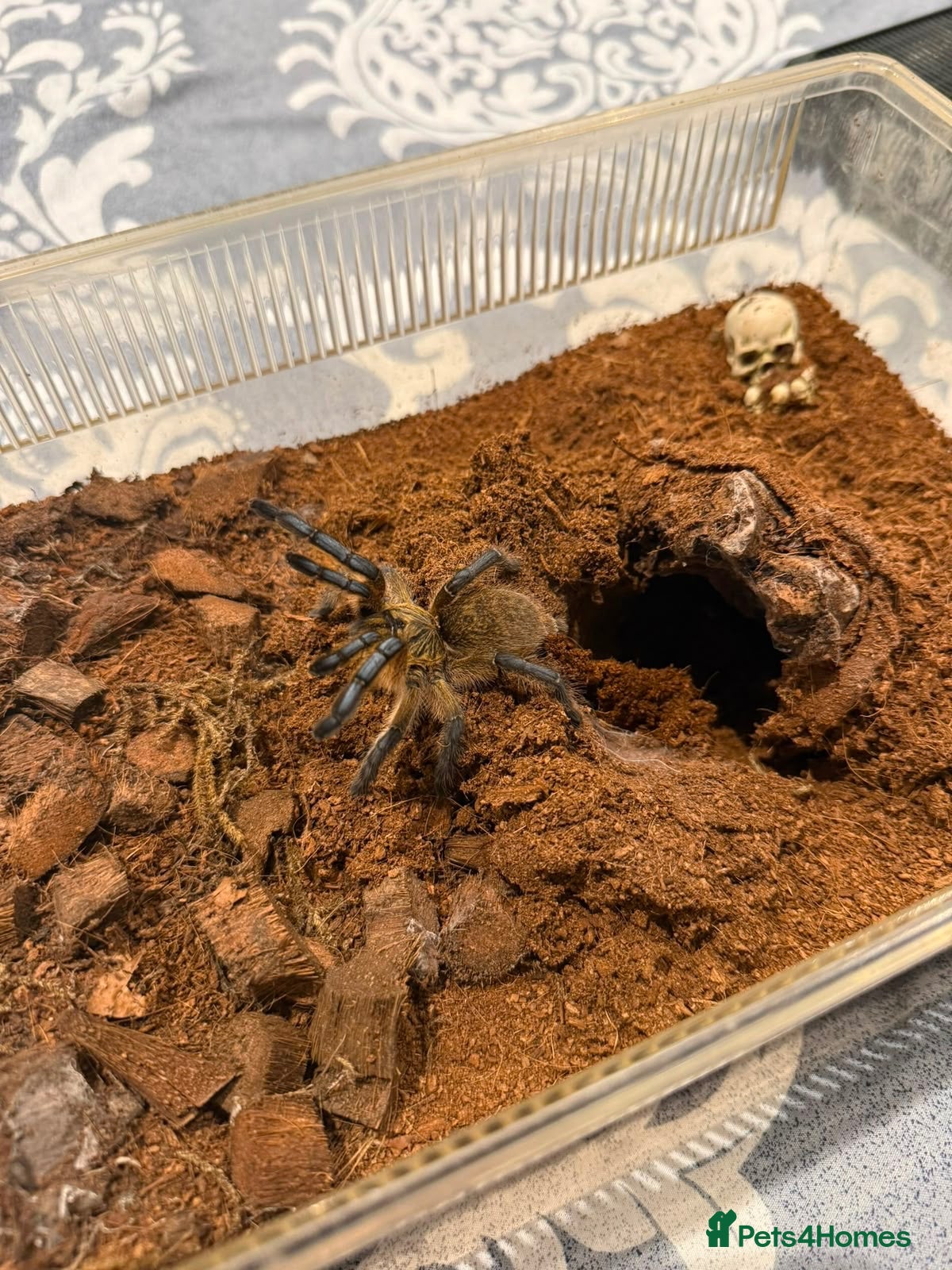 Tarantulas invertebrates Golden blue legged baboon - Advert 4