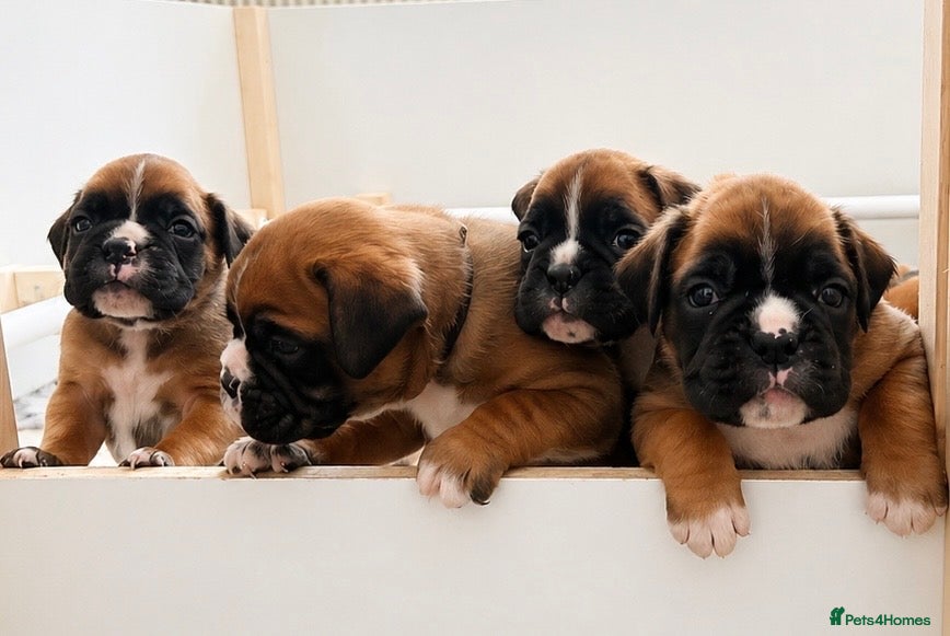 Boxer dogs BOXER pups - Advert 20
