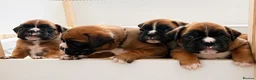 Boxer dogs for sale: BOXER pups - Advert 1