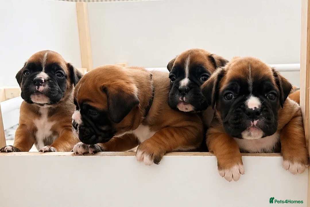 Boxer dogs for sale: BOXER pups - Advert 1