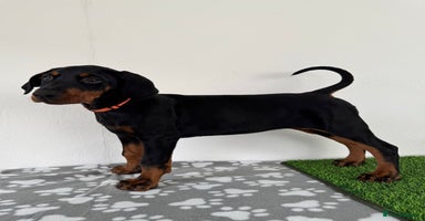 Dobermann dogs - Advert 1