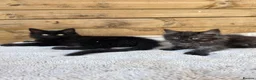 Maine Coon cats for sale: Maine Coon x Ragdoll x Persian  - Advert 5