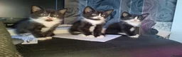 Mixed Breed cats for sale: 3 kittens for sale  - Advert 5