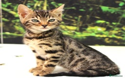 Bengal cats for sale: CUTE SNOW & BROWN BENGAL KITTENS (TICA REG) - Image 12